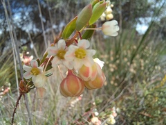 Phyllanthus calycinus
