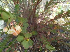 Phyllanthus calycinus