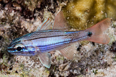 Ostorhinchus multilineatus