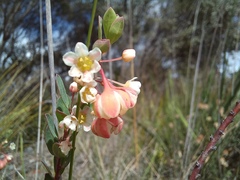 Phyllanthus calycinus