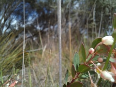 Phyllanthus calycinus