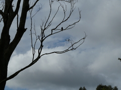 Eurystomus orientalis