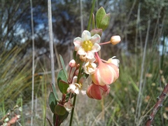 Phyllanthus calycinus