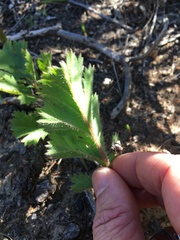 Pelargonium radulifolium