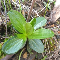 Centaurium erythraea