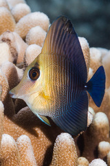 Zebrasoma scopas
