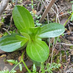 Centaurium erythraea