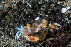 Ancylomenes magnificus