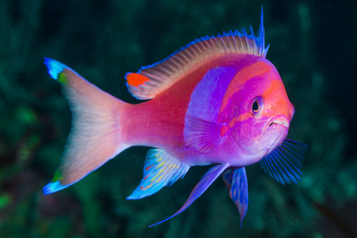 Squarespot Anthias — seen at this dive site