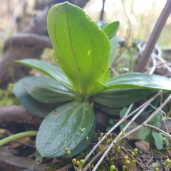 Centaurium erythraea