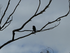 Eurystomus orientalis