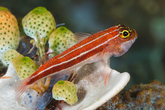 Helcogramma striata