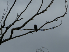 Eurystomus orientalis