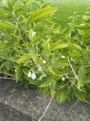 Rhinacanthus nasutus