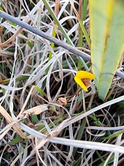 Bossiaea prostrata