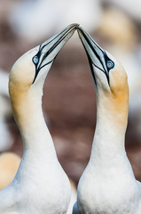 Northern Gannet photo 6