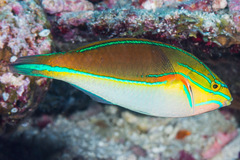 Stethojulis bandanensis