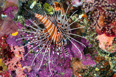 Pterois antennata
