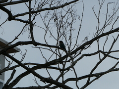 Eurystomus orientalis