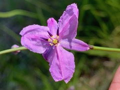 Arthropodium strictum