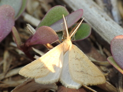 Aspitates ochrearia