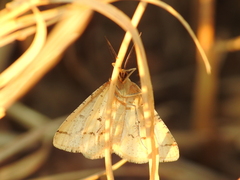 Aspitates ochrearia