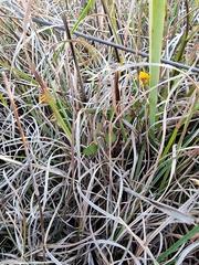 Bossiaea prostrata