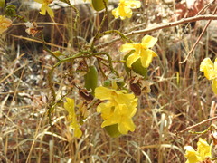 Cochlospermum gillivraei