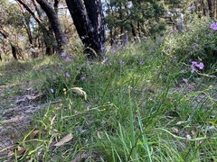 Arthropodium strictum