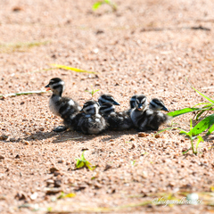 Dendrocygna javanica