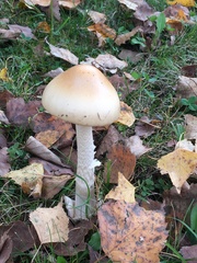 Amanita crocea