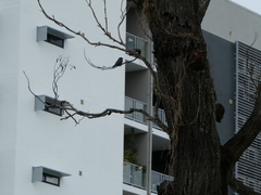 Eurystomus orientalis