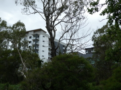 Eurystomus orientalis