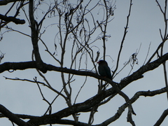 Eurystomus orientalis