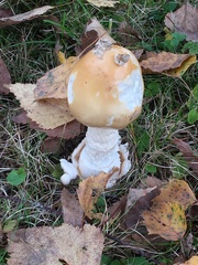 Amanita crocea
