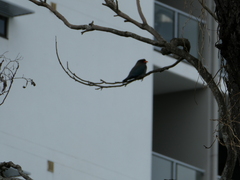 Eurystomus orientalis