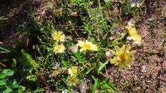 Lactuca indica