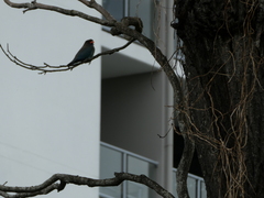 Eurystomus orientalis