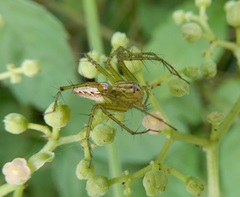 Oxyopes sertatus