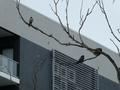 Eurystomus orientalis