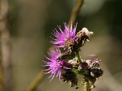 Cirsium palustre