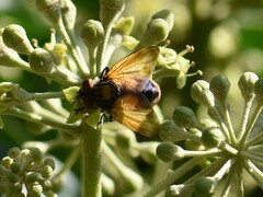 Phasia aurigera