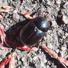 Pentodontini