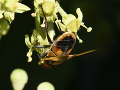 Phasia aurigera