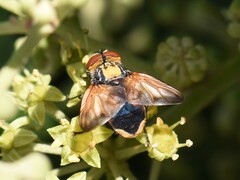 Phasia aurigera