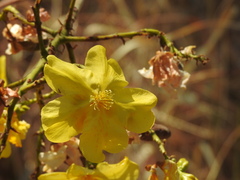 Cochlospermum gillivraei