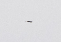 Haliaeetus albicilla