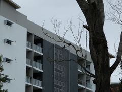 Eurystomus orientalis