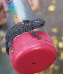 Ichthyosaura alpestris