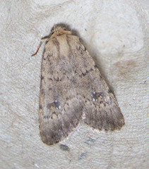 Caradrina montana
